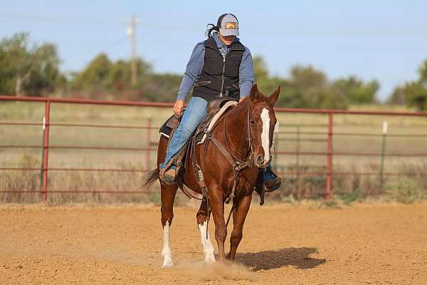 kid-safe-quarter-horse