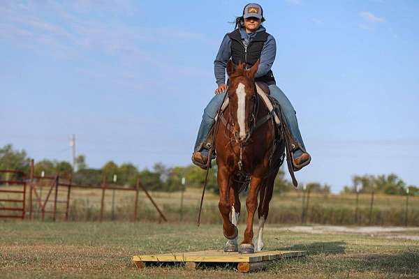 ranch-quarter-horse