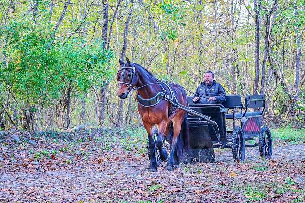 trail-friesian-horse