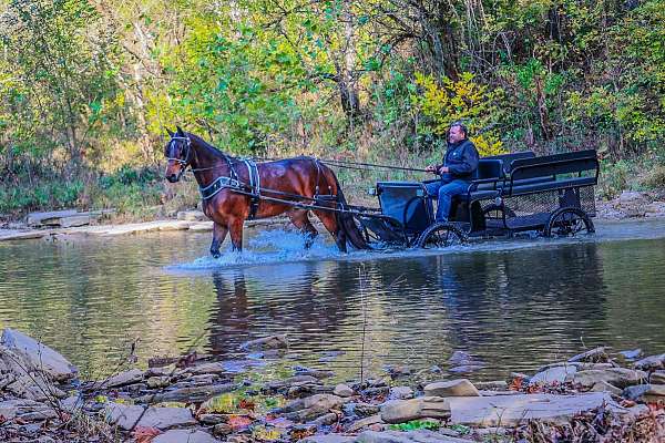 all-around-friesian-horse