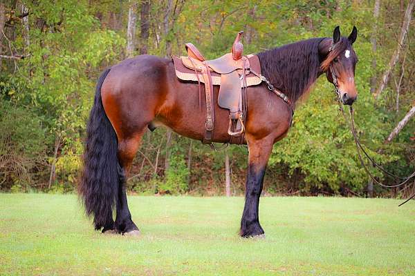 athletic-friesian-horse