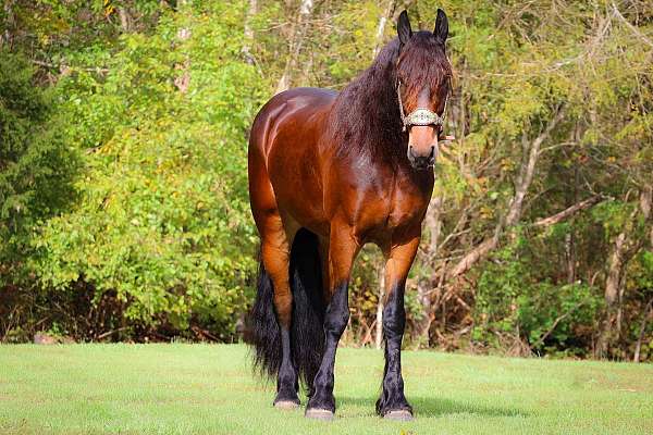 driving-friesian-horse