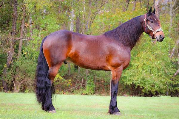 experienced-friesian-horse