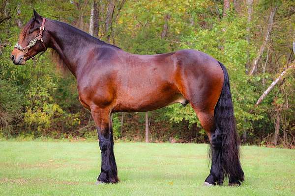 flashy-friesian-horse