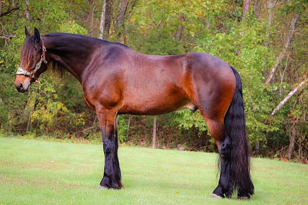 husband-safe-friesian-horse