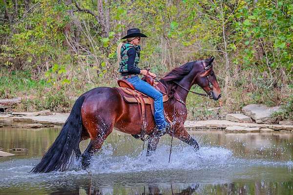 ranch-friesian-horse