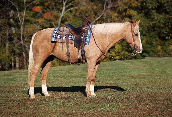 palomino-blaze-3-socks-horse