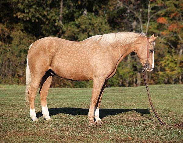 beginner-safe-quarter-horse