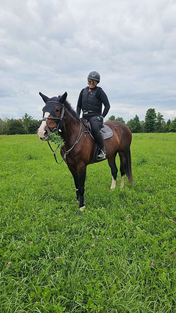 bay-dressage-horse