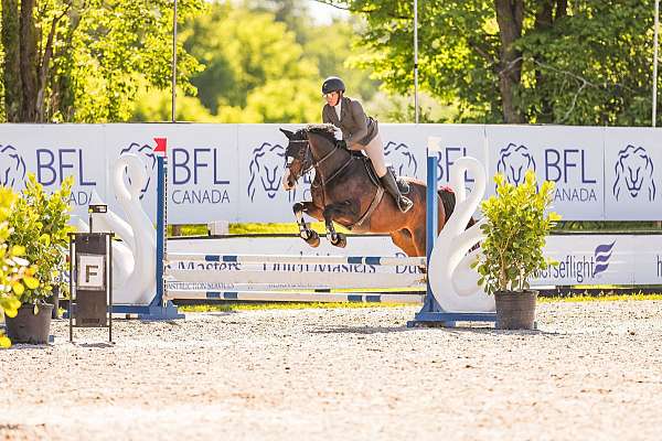 bay-eventing-horse