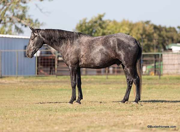 grey-none-horse