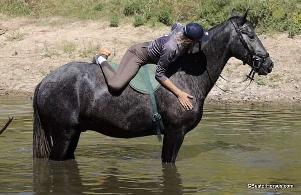 percheron-quarter-horse