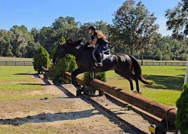 ranch-work-quarter-horse