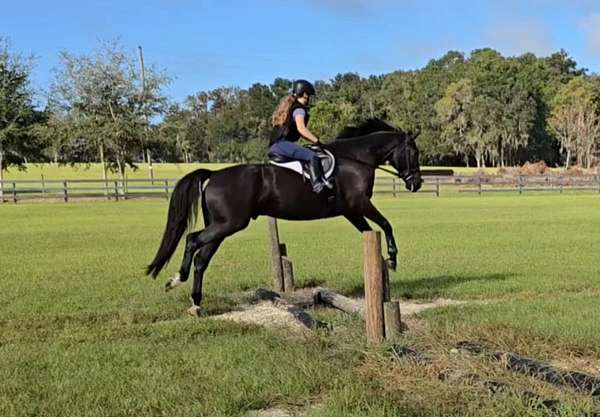 beginner-safe-quarter-horse