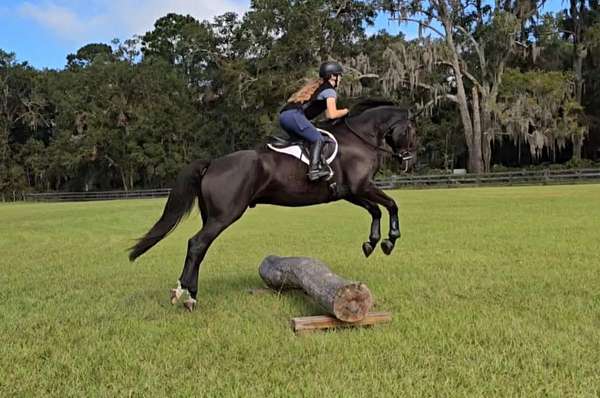 percheron-quarter-horse