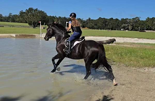 beginner-quarter-horse