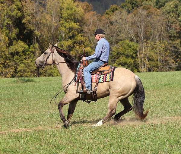 beginner-safe-quarter-horse