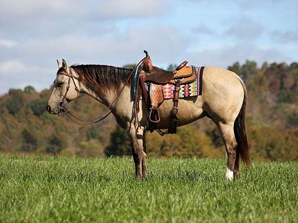 buckskin-sock-horse