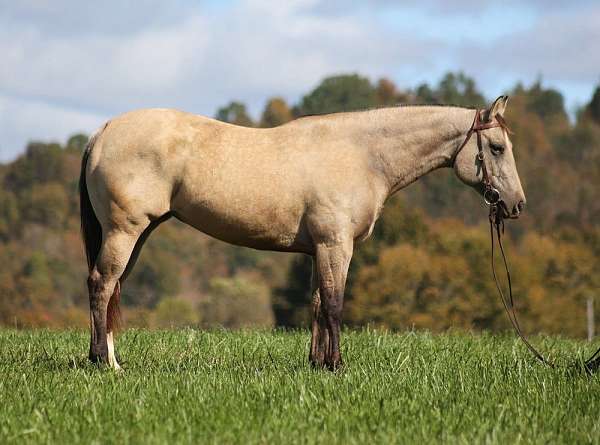 ranch-work-quarter-horse