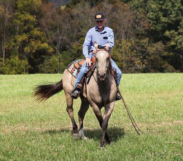 family-horse-quarter