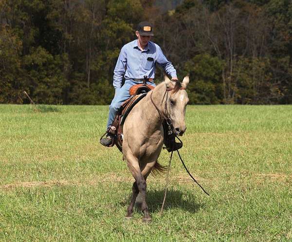 trail-quarter-horse