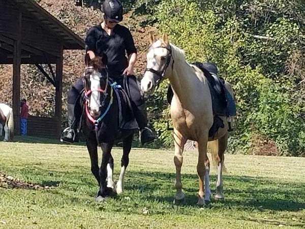 clydesdale-warmblood-horse