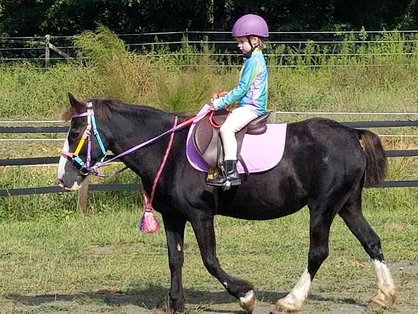 for-beginner-warmblood-horse