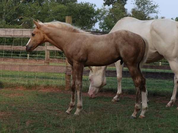 overo-palomino-yearling