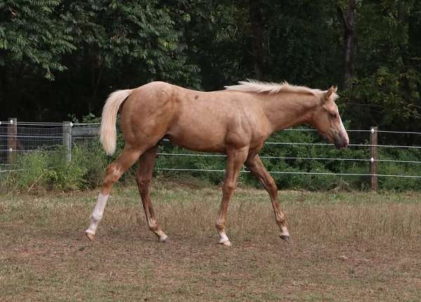 overo-palomino-yearling