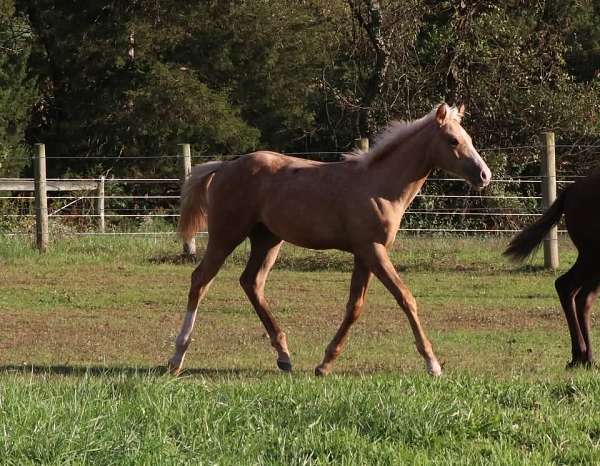 apha-overo-colt