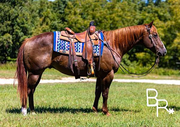 chestnut-blaze-horse