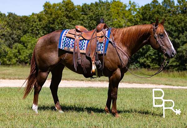 ranch-work-quarter-horse