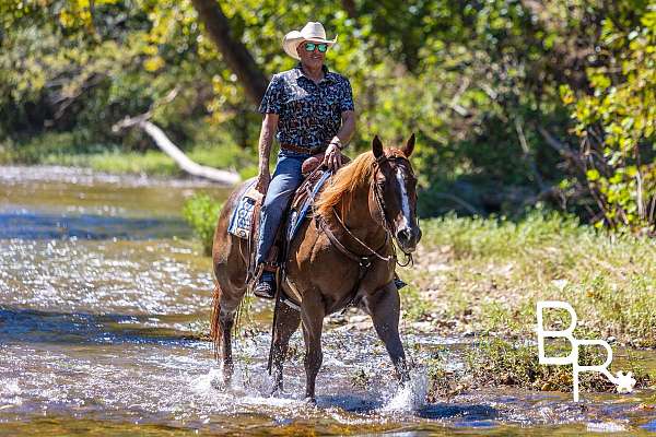 beginner-safe-quarter-horse