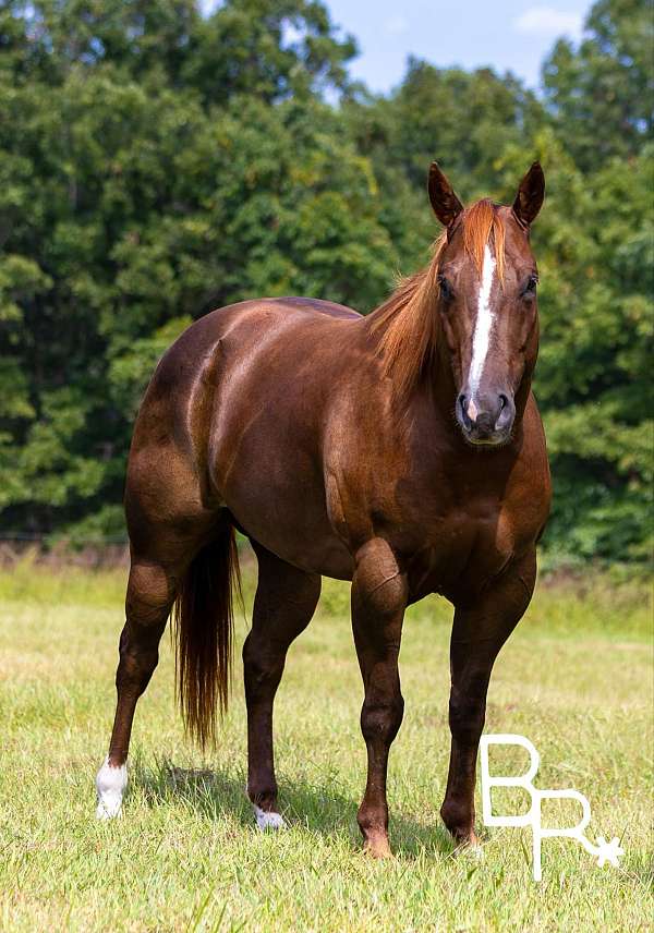 beginner-quarter-horse