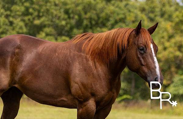 flashy-quarter-horse