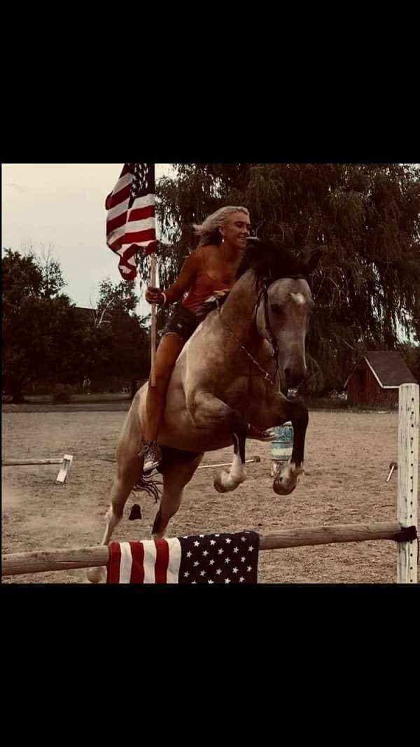 beginner-safe-quarter-horse