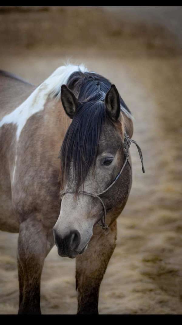 ranch-work-quarter-horse