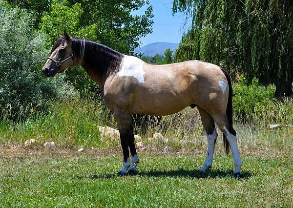 flashy-quarter-horse