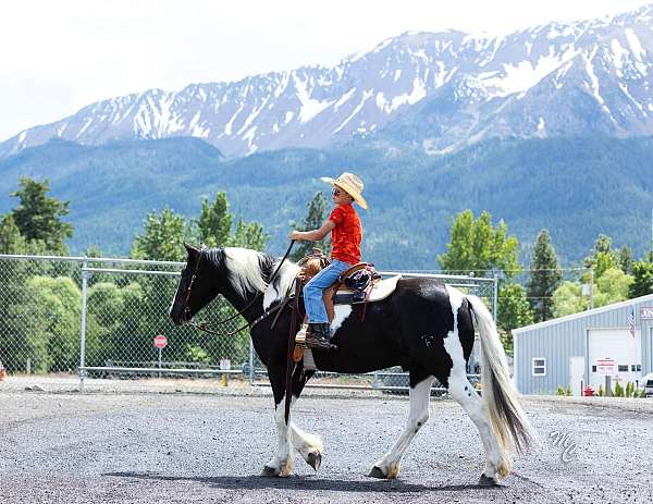 trail-quarter-horse