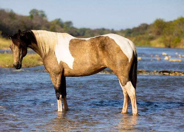 family-horse-quarter