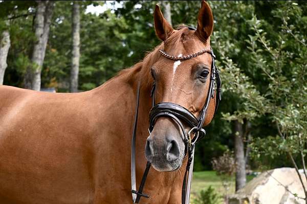 breeding-holsteiner-westphalian-horse