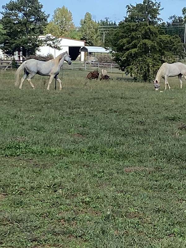 beginner-draft-horse