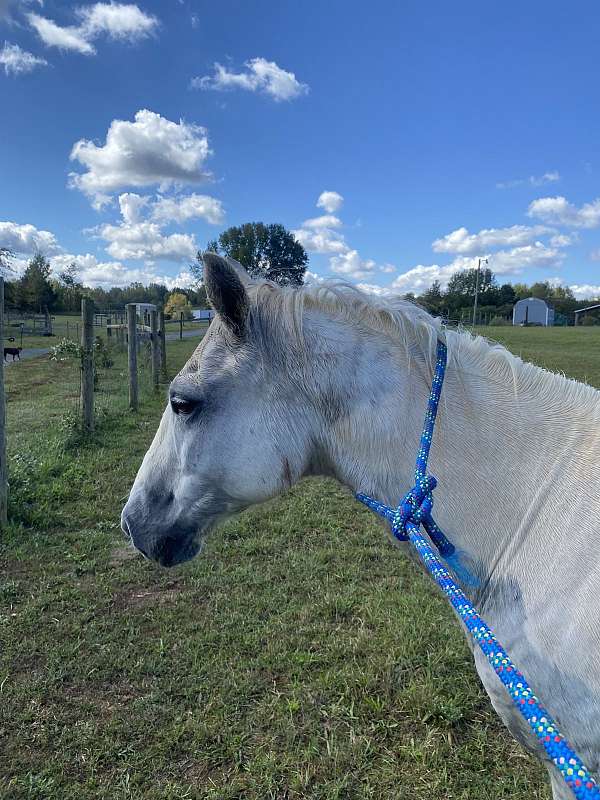 beginner-arabian-horse