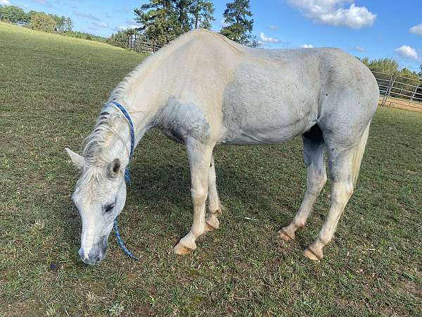 gelding