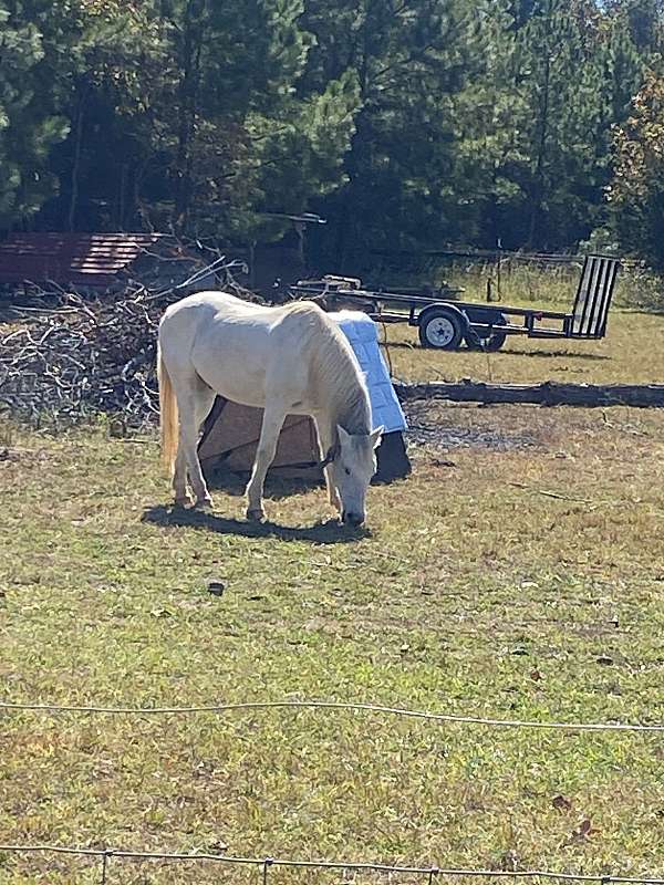 cross-arabian-horse