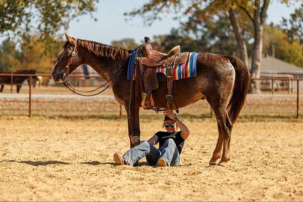 ranch-work-paint-horse