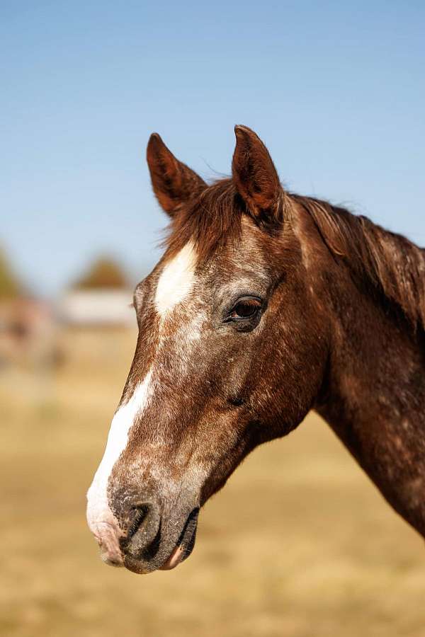 experienced-paint-horse