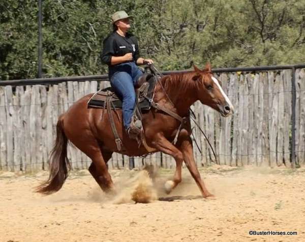 sorrel-husband-safe-donkey