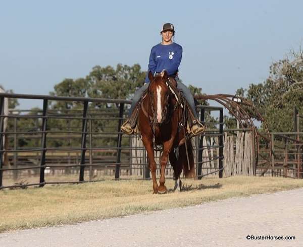 sorrel-ranch-versatility-donkey