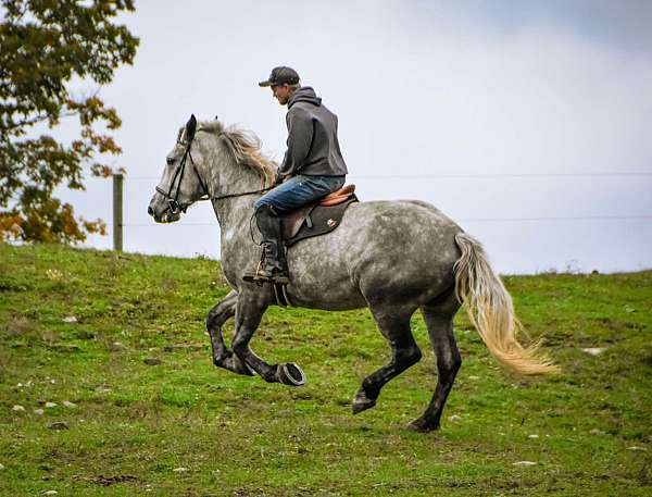 sorrel-ranch-work-donkey